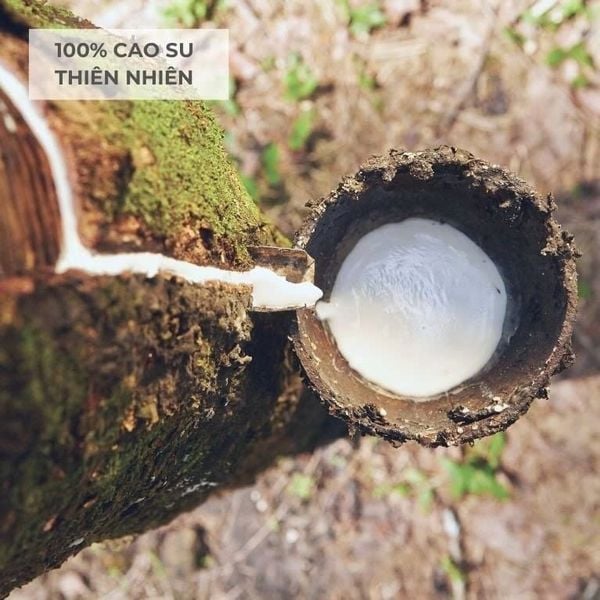 Felix tuyển chọn mủ cao su chất lượng đạt chuẩn