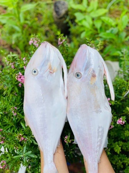 Địa chỉ bán sỉ cá bò da khô uy tín