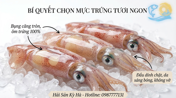 Cách chọn mực trứng tươi ngon, ôm bầu trứng 100% không bị ươn hay vỡ bụng