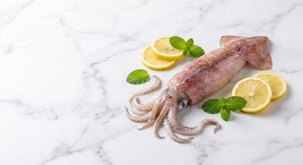 Giá sỉ mực lá câu tươi sống loại 1