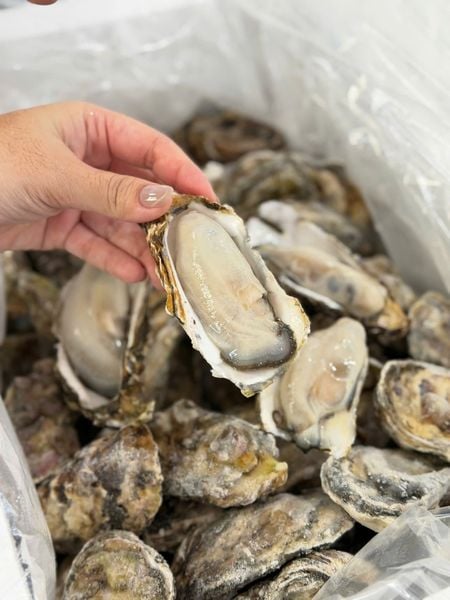 Hàu sashimi - kho sỉ hải sản kỳ hà