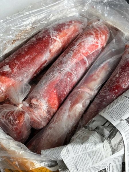 Mực lá đại dương khổng lồ - kho sỉ hải sản kỳ hà