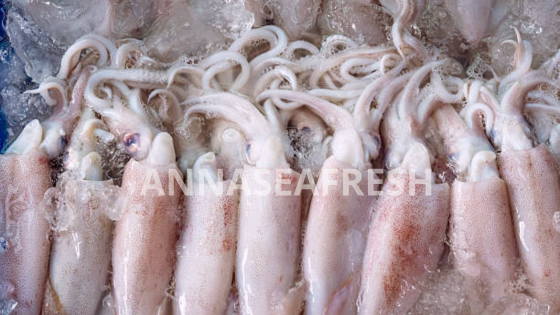 Mực ống đông lạnh