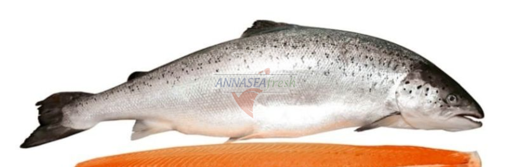 Top lý do nên chọn cá hồi nhập khẩu thay vì cá hồi nội địa