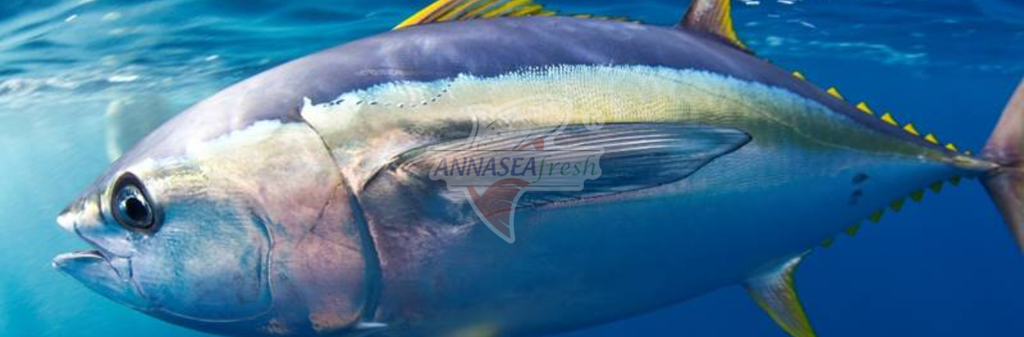 CÁ NGỪ VÀ SỨC KHỎE TIM MẠCH