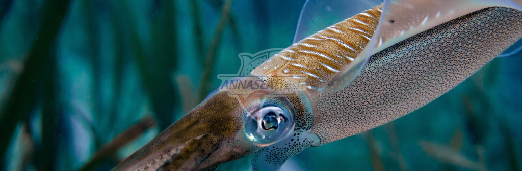 NHẬN BIẾT MỰC ỐNG ĐÔNG LẠNH CHẤT LƯỢNG CAO