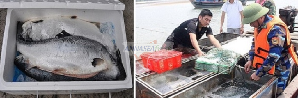 CÁCH VẬN CHUYỂN HẢI SẢN XA VẪN GIỮ CHẤT LƯỢNG