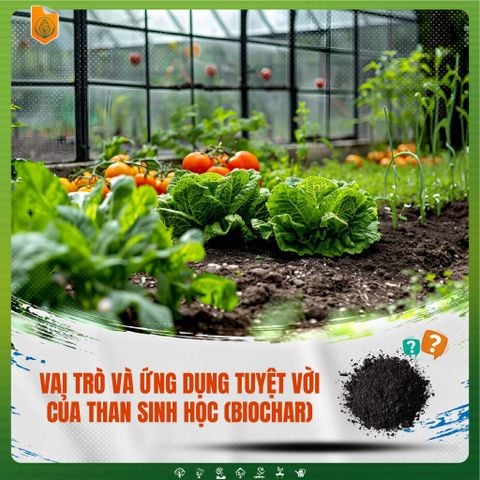 Vai trò và ứng dụng tuyệt vời của than sinh học (Biochar) trong canh tác nông nghiệp