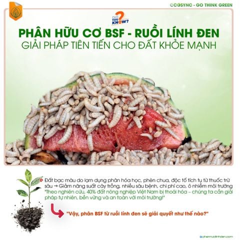 Phân hữu cơ BSF từ ruồi lính đen – Giải pháp cải tạo đất bền vững cho nông nghiệp hiện đại