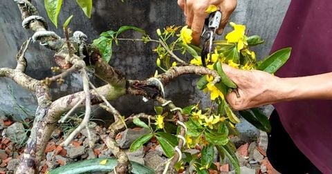 Cách chăm mai vàng sau Tết đúng kỹ thuật giúp cây khỏe mạnh, ra hoa nhiều năm sau