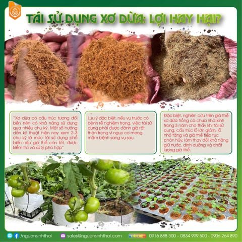 CÓ NÊN DÙNG LẠI GIÁ THỂ ƯƠM CÂY 2–3 VỤ?