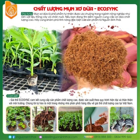 Mụn dừa – nền tảng cho bộ rễ khỏe.
