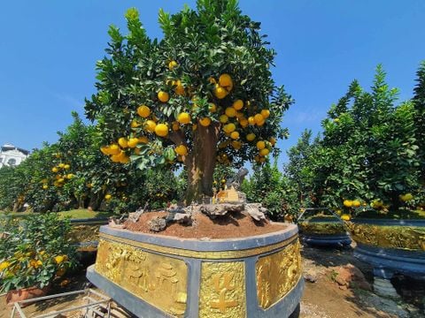 Cây Bưởi Cảnh – Ý Nghĩa Phong Thủy, Cách Trồng Và Chăm Sóc Hiệu Quả