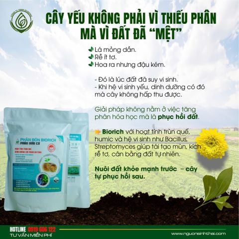 Cây yếu không phải vì thiếu phân – mà vì đất đã “mệt”