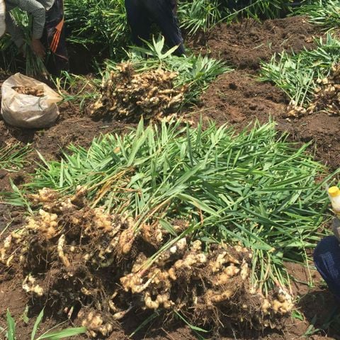 Mùa đông uống gừng sao cho đúng? 90% người dùng đang làm sai cách mà không biết