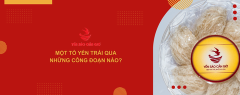 Một tổ yến trải qua những công đoạn nào?