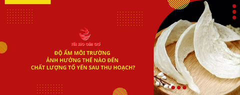 Độ ẩm môi trường ảnh hưởng thế nào đến chất lượng tổ yến?