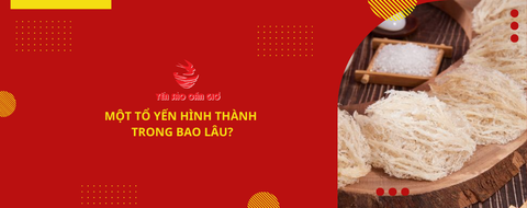 Một tổ yến hình thành trong bao lâu?