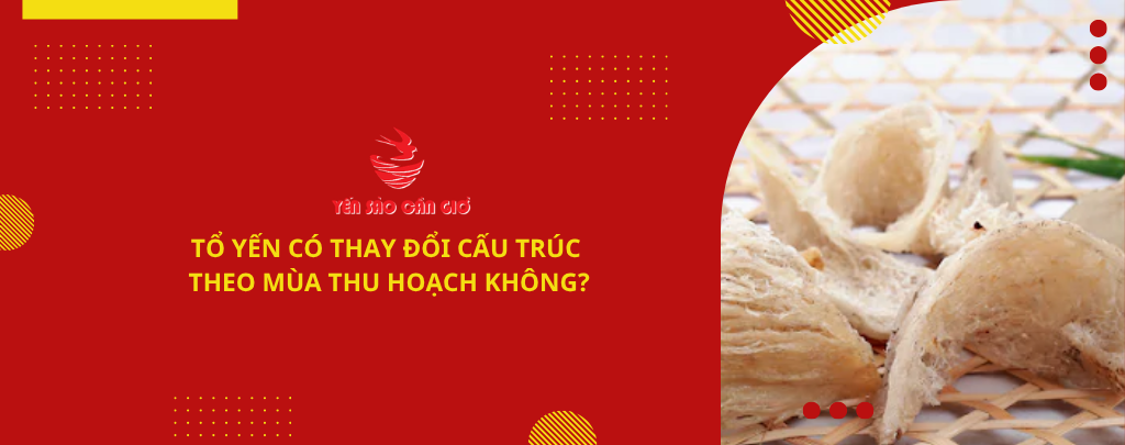 Tổ yến có thay đổi cấu trúc theo mùa thu hoạch không?