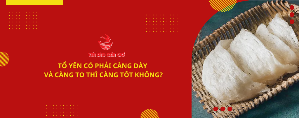 Tổ yến có phải càng dày và càng to thì càng tốt không?