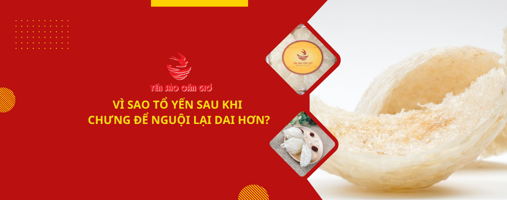Vì sao tổ yến sau khi chưng để nguội lại dai hơn?