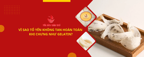 Vì sao tổ yến không tan hoàn toàn khi chưng như gelatin?