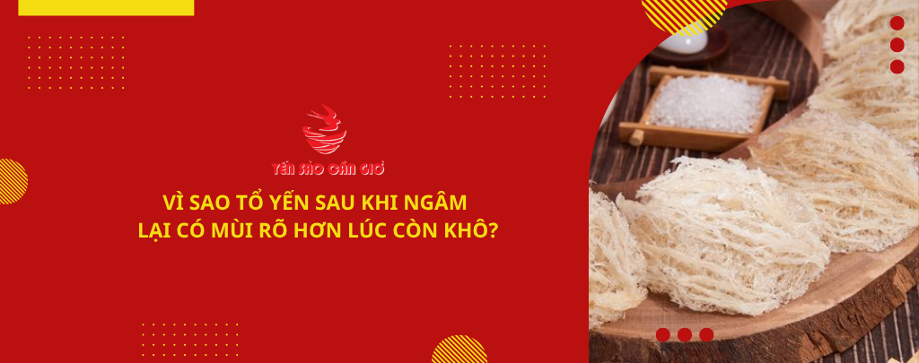 Vì sao tổ yến sau khi ngâm lại có mùi rõ hơn lúc còn khô?