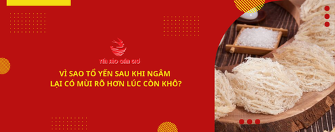 Vì sao tổ yến sau khi ngâm lại có mùi rõ hơn lúc còn khô?