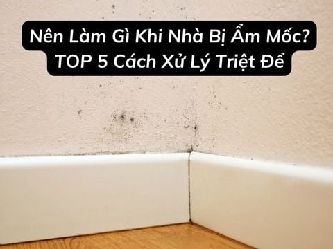 Nên Làm Gì Khi Nhà Bị Ẩm Mốc? TOP 5 Cách Xử Lý Triệt Để