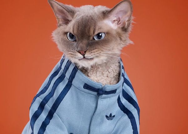 adidas đưa mẫu track jacket phong cách Trung Hoa gây sốt vào bộ sưu tập mới dành cho thú cưng