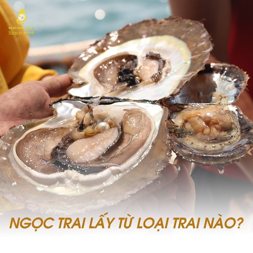 Ngọc trai lấy từ trai nào? Bí mật phía sau vẻ đẹp kiêu sa
