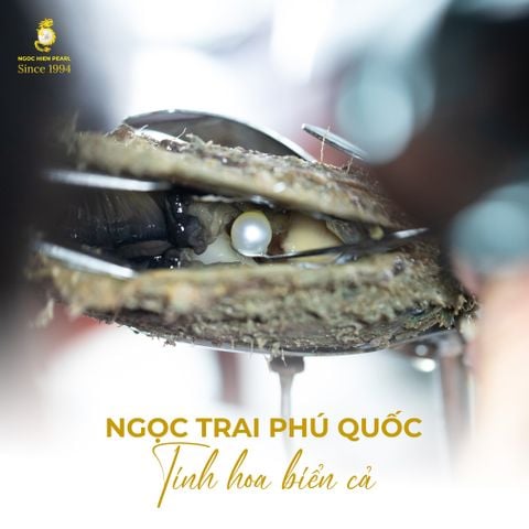 Ngọc trai Phú Quốc – Tinh hoa biển cả và giá trị thật
