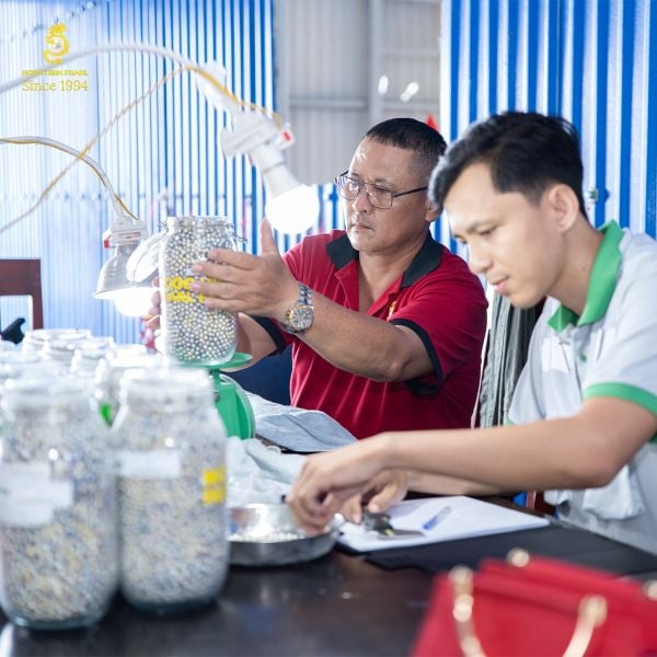 Thành quả của một mùa nuôi dưỡng - Ngoc Hien Pearl Farm thu hoạch 150.000 trai Akoya