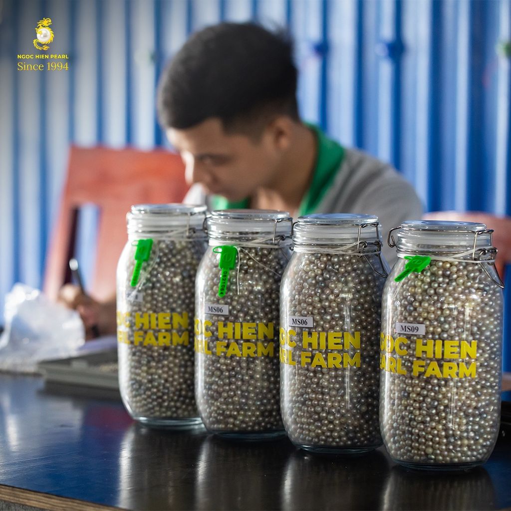 Thu Hoạch 300.000 Con Trai Akoya tại Ngoc Hien Pearl Farm