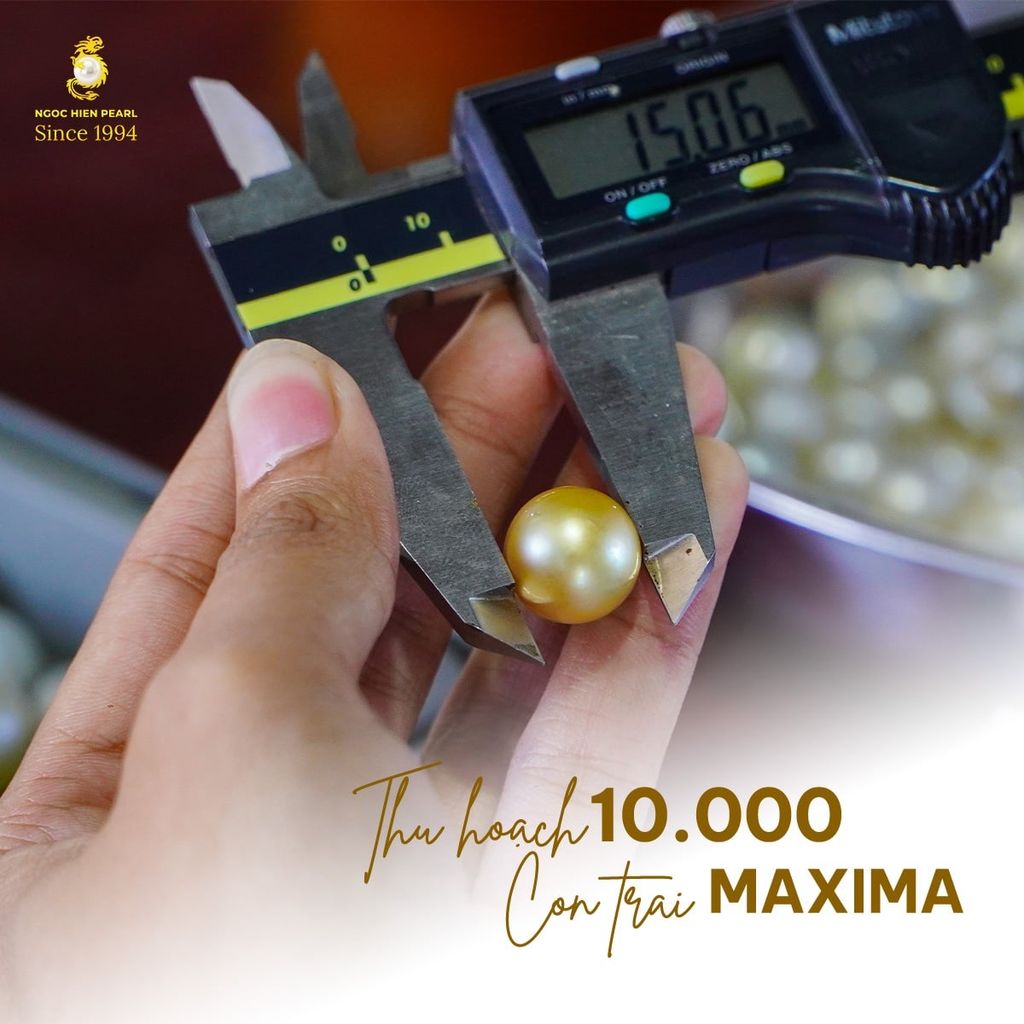 Vụ mùa bội thu tại Ngoc Hien Pearl Farm – Dấu ấn thu hoạch 10.000 con trai Maxima