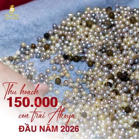 Vụ mùa thu hoạch trai Akoya 2026 – Khởi đầu bội thu tại Ngoc Hien Pearl Farm