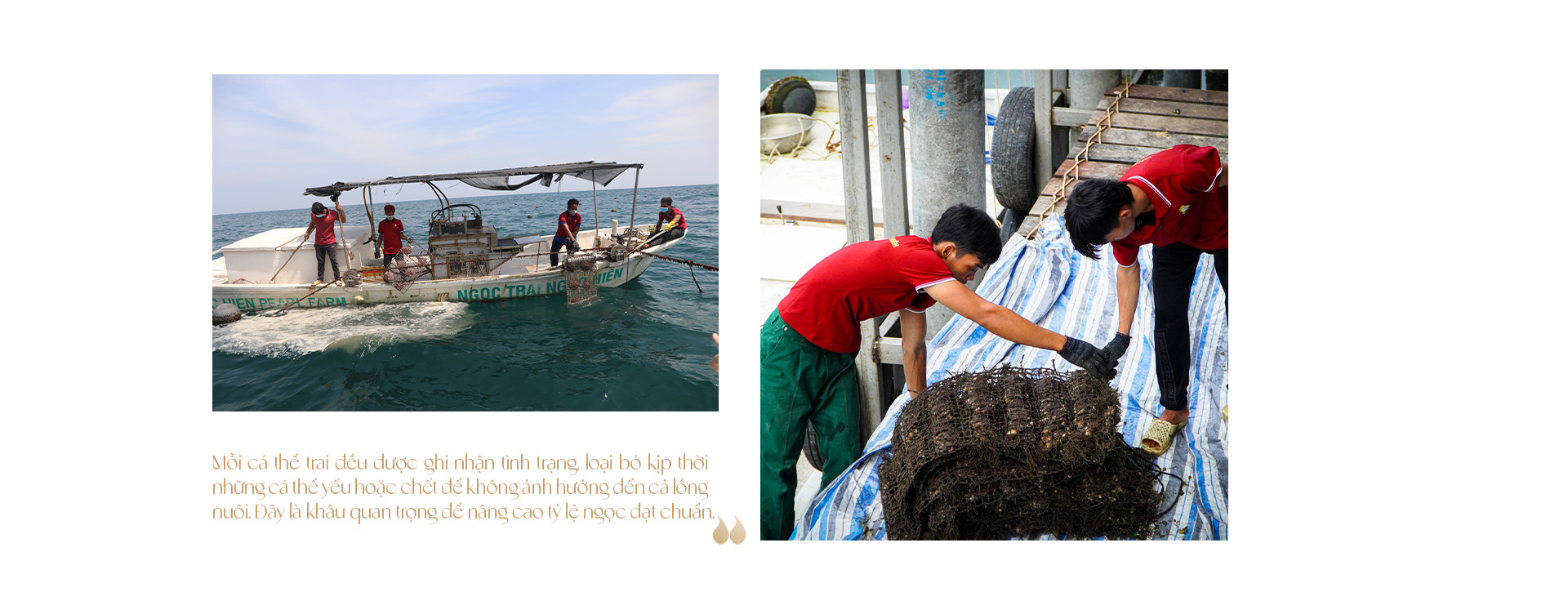 Ngọc trai Ngọc Hiền