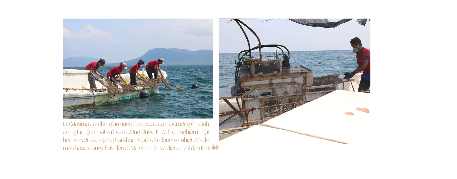 Ngọc trai Ngọc Hiền