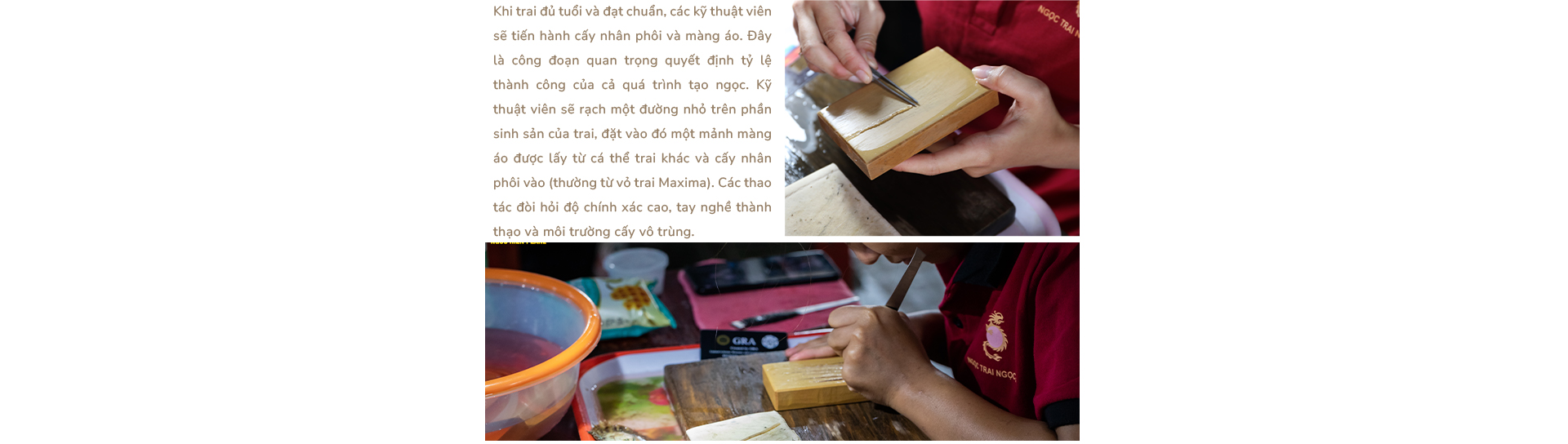 Ngọc trai Ngọc Hiền