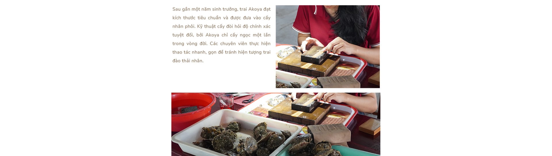 Ngọc trai Ngọc Hiền