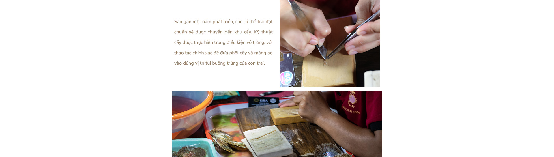 Ngọc trai Ngọc Hiền