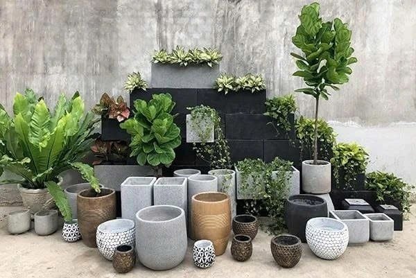 Cây Cảnh Trong Nhà Cho người Mệnh Kim