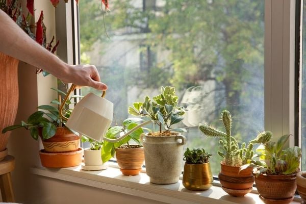 Cây Cảnh Trong Nhà Cho người Mệnh Hỏa