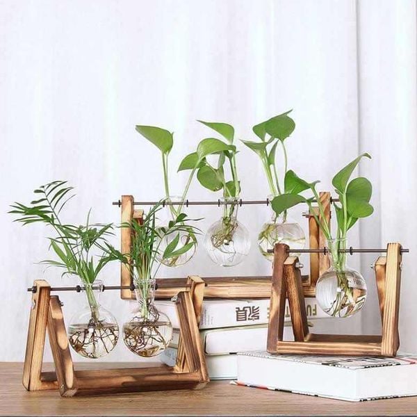 Cây Cảnh Trong Nhà Cho Người Mệnh Thủy