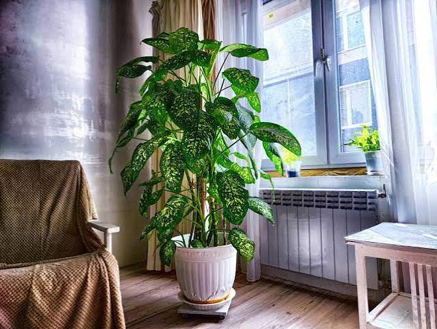 Cây Cảnh Trong Nhà Cho Người Mệnh Thổ