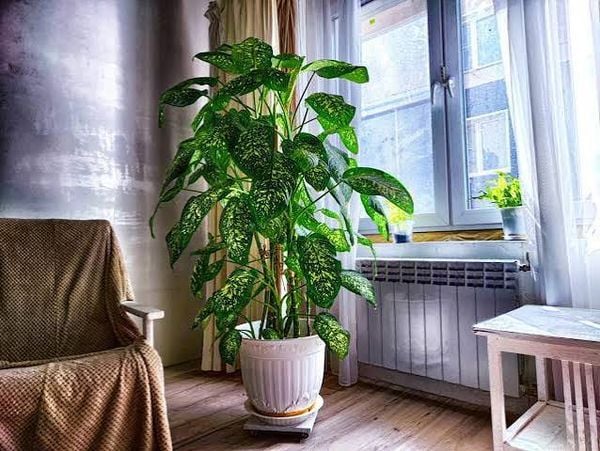Cây Cảnh Trong Nhà Cho Người Mệnh Thổ