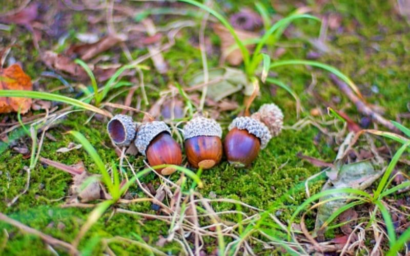 Đặc Tính Dinh Dưỡng Của Quả Sồi Có Gì Đặc Biệt?