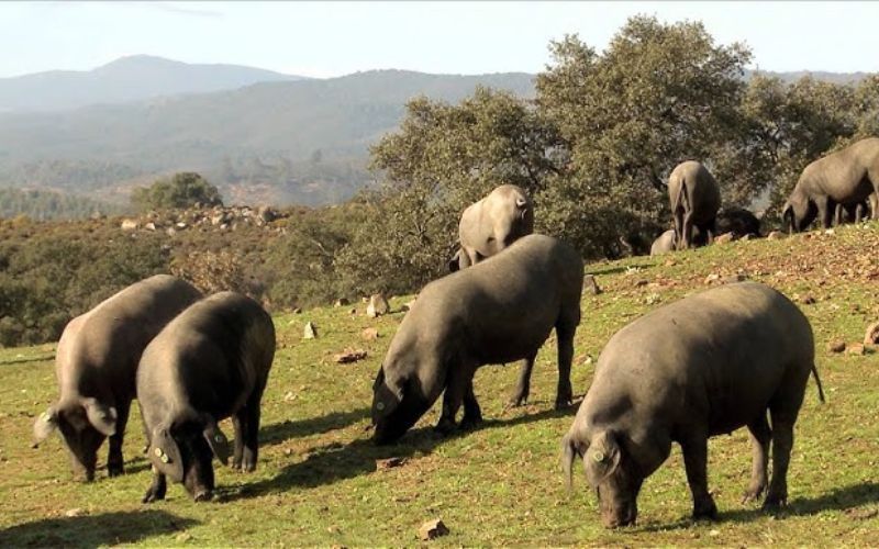 Đùi heo muối Iberico và Dehesa ảnh hưởng đến hương vị như thế nào?