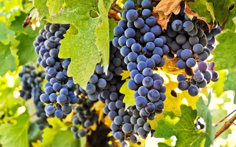 Carmenere Từ Giống Nho Bị Lãng Quên Đến Biểu Tượng Thế Giới