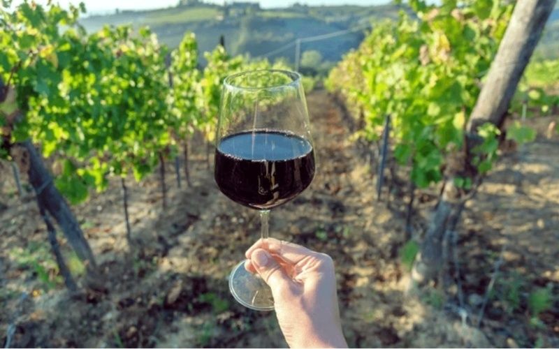 Top 5 Hãng Rượu Vang Chile Nổi Tiếng Bạn Nên Biết